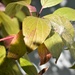 Delicate Seed Pod