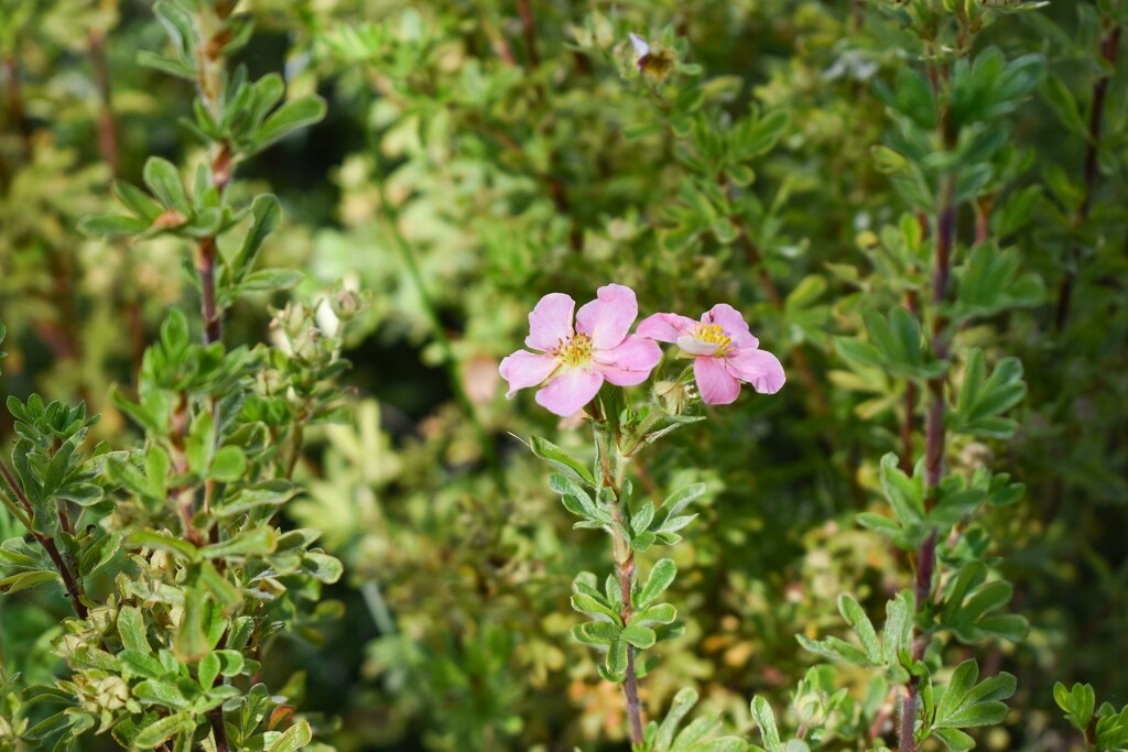 Unidentified Shrub by bjywamer