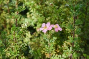 26th Sep 2024 - Unidentified Shrub