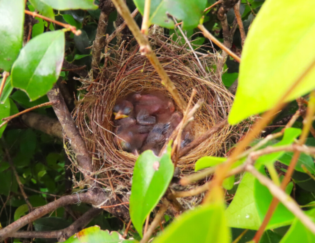 Three Little Fledgelings ~ by happysnaps