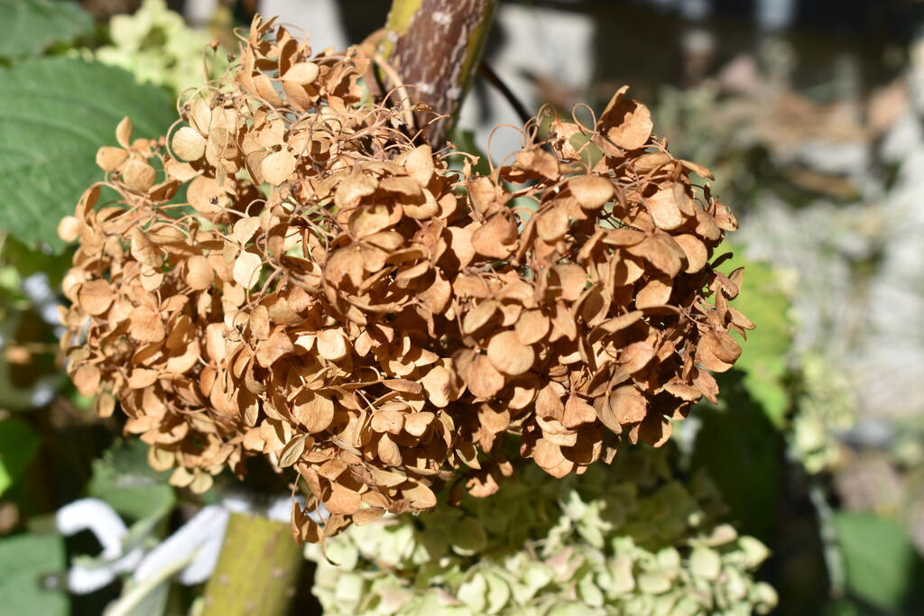 My Hydrangea by bjywamer