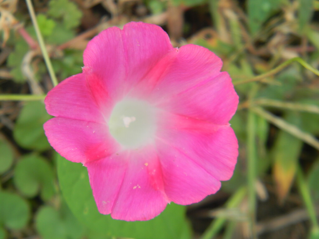 Pink Morning Glory  by sfeldphotos