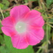 Pink Morning Glory 