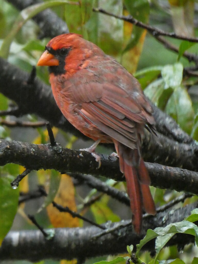 Cardinal by 30pics4jackiesdiamond