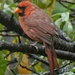 Cardinal by 30pics4jackiesdiamond