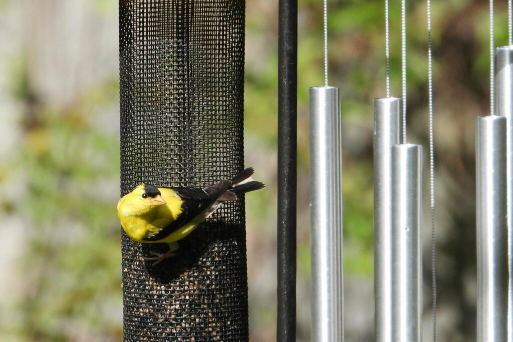 American goldfinch... by marlboromaam