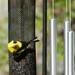 American goldfinch...