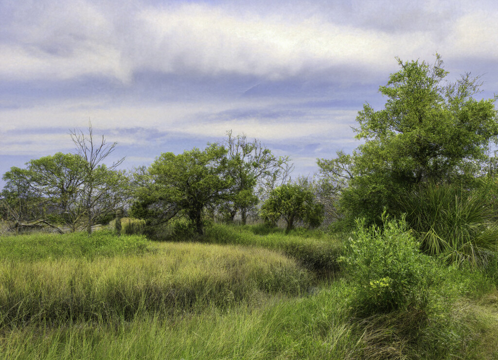 brushes and creek  by myhrhelper