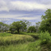 brushes and creek 