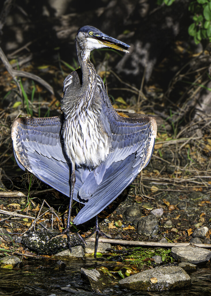 local heron  by myhrhelper