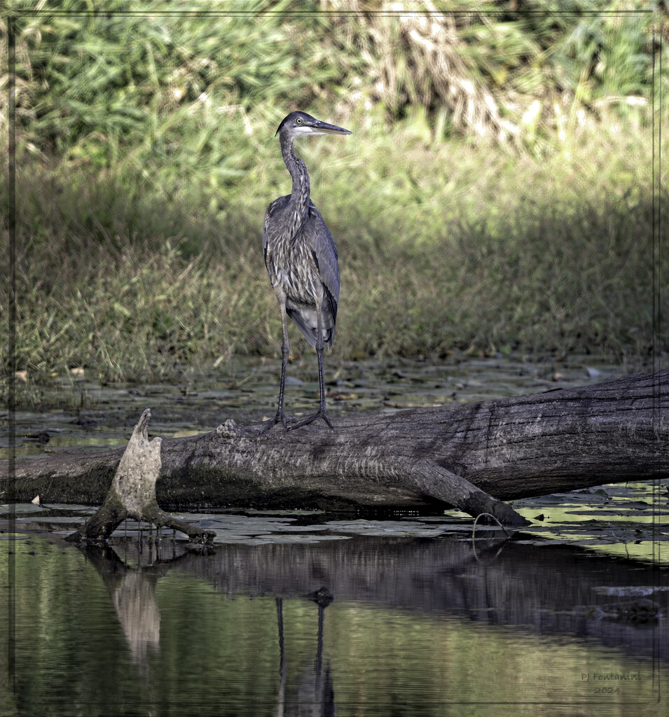 Great Blue Heron  by bluemoon