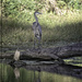 Great Blue Heron  by bluemoon