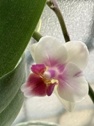 27th Sep 2024 - Orchid