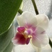 Orchid