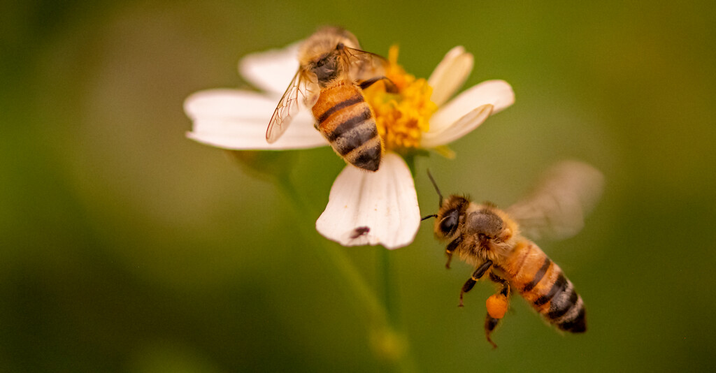 The Bees Were Busy! by rickster549