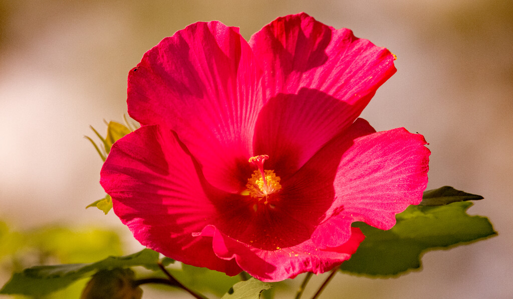 Hibiscus Flower! by rickster549