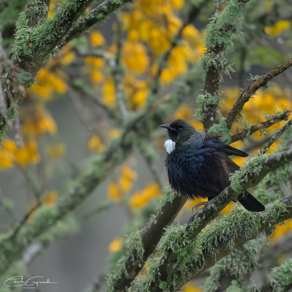 Tui in the Kowhai by yorkshirekiwi