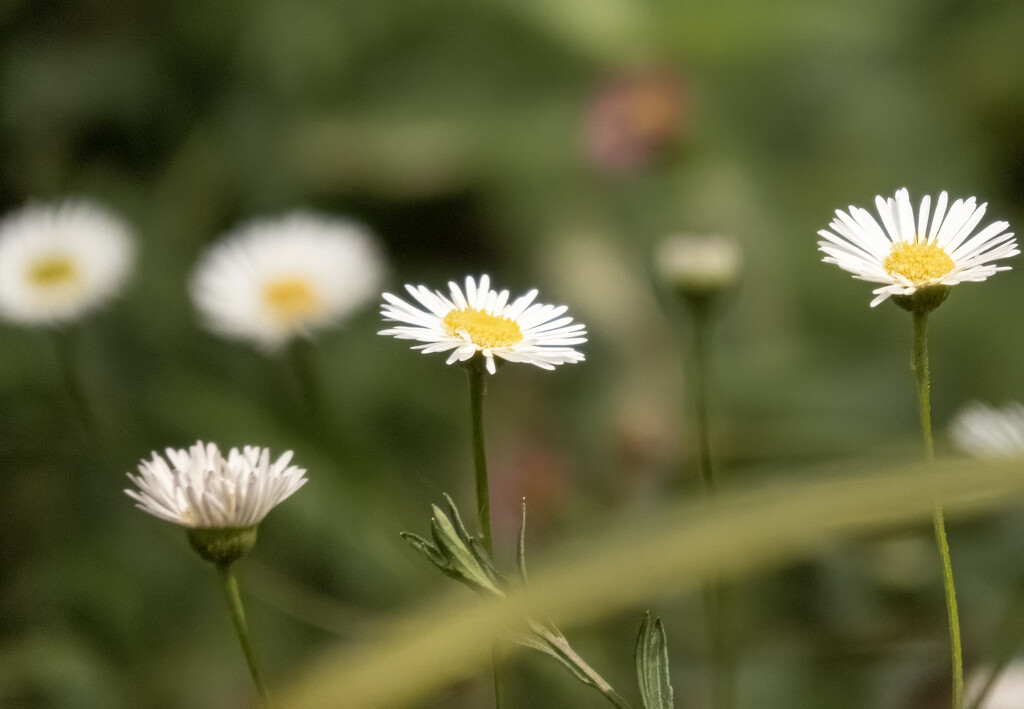 Seaside Daisies by koalagardens