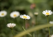 26th Sep 2024 - Seaside Daisies