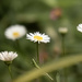 Seaside Daisies