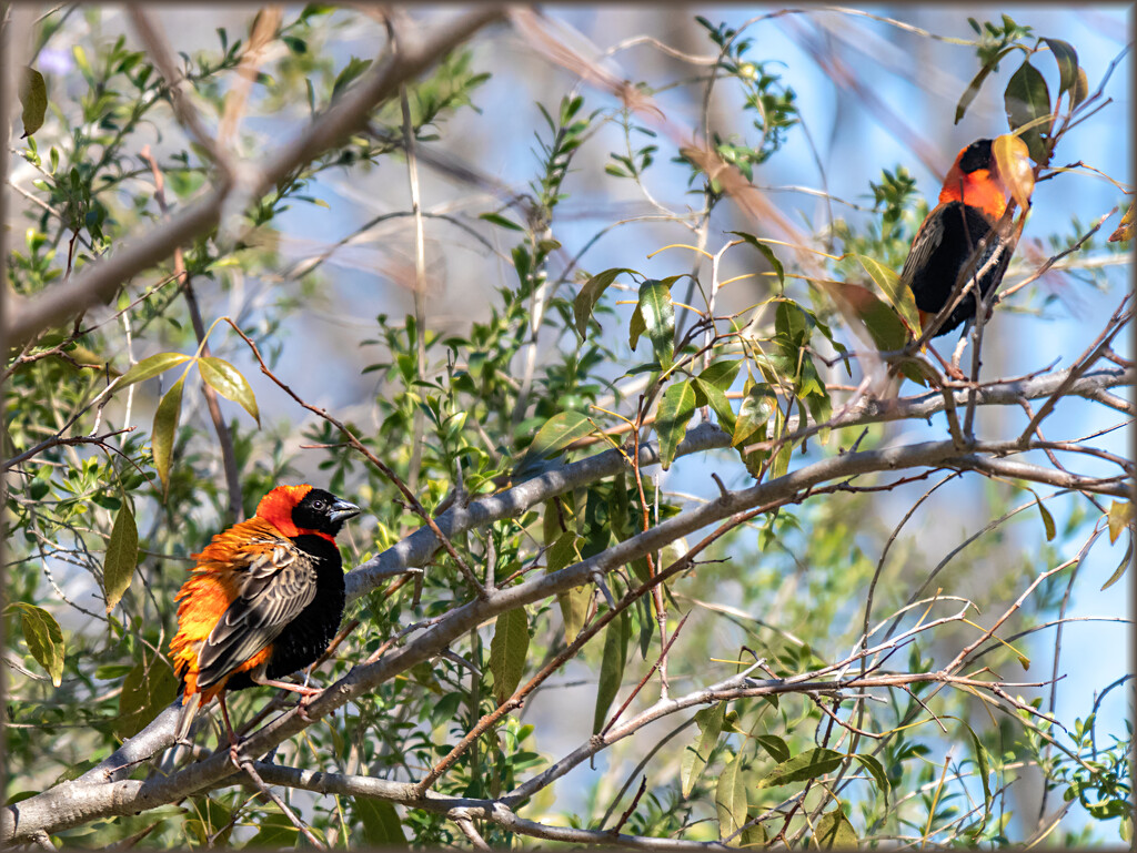 Birds trees  by ludwigsdiana