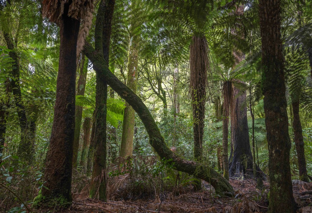 Rain Forest by yaorenliu