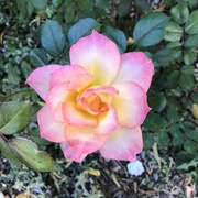 26th Sep 2024 - Fall Rose