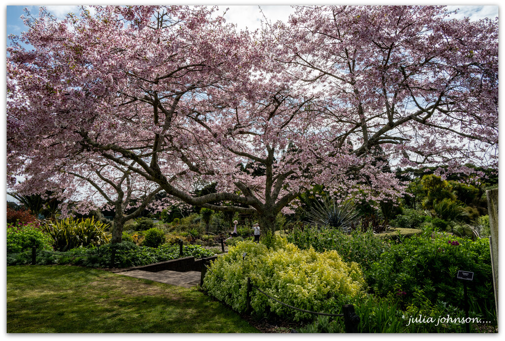 More Cherry Blossom.. by julzmaioro