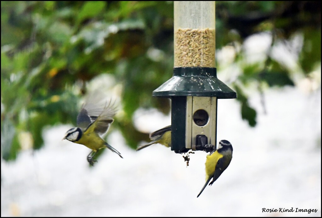 Feeder frenzy by rosiekind