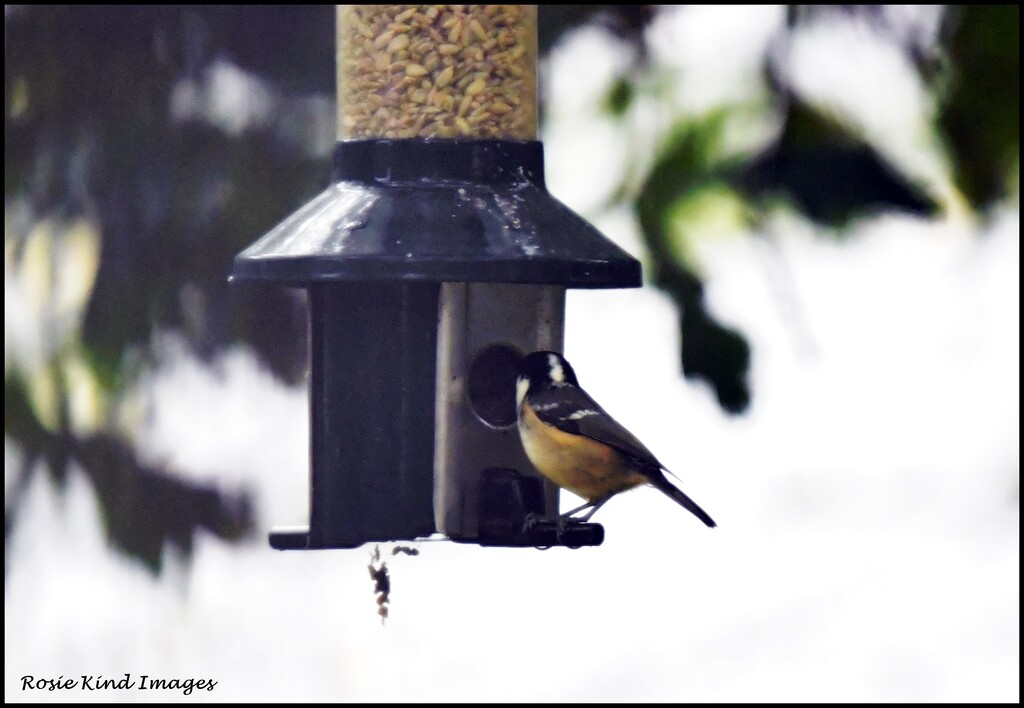 Coal tit by rosiekind