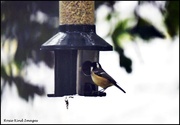 27th Sep 2024 - Coal tit