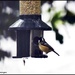 Coal tit