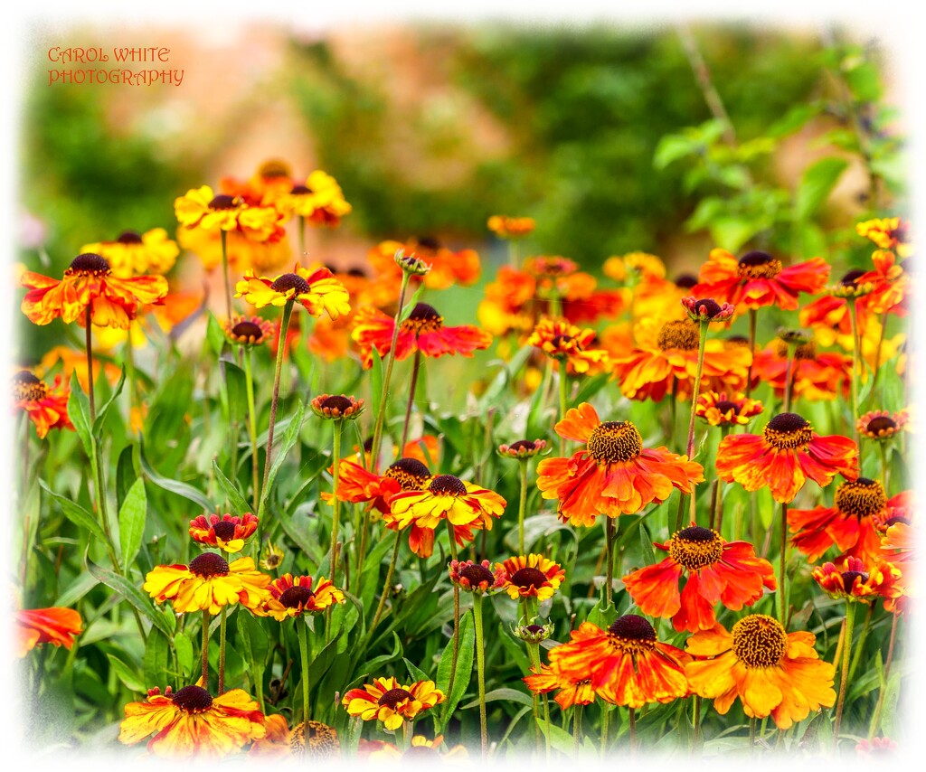 Brightly Coloured Rudbeckia On A Rainy Day by carolmw