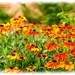 Brightly Coloured Rudbeckia On A Rainy Day