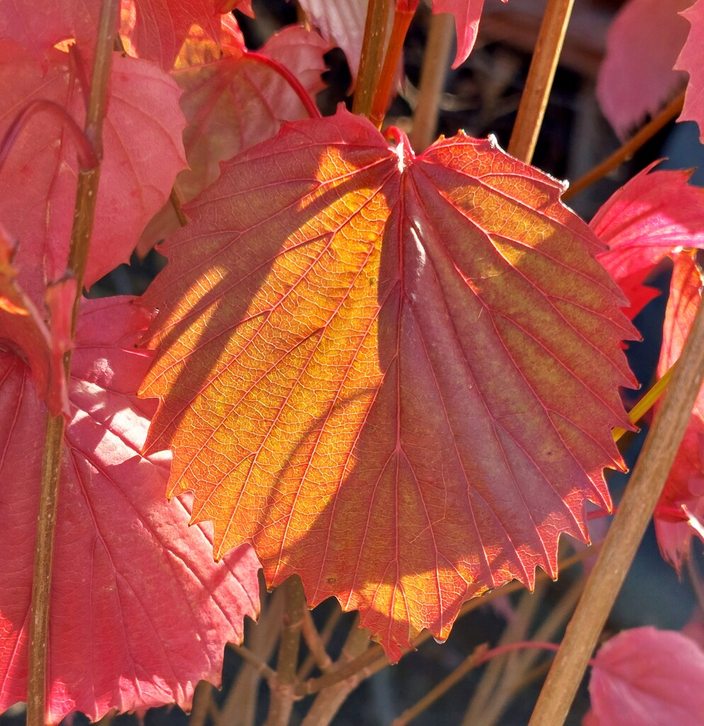 Autumnal colour  by samcat