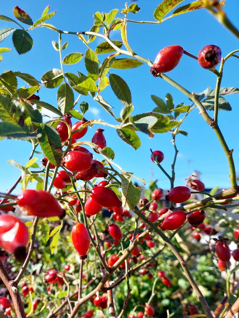 Rosehips by samcat