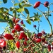 Rosehips