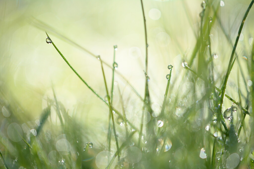 Grass n raindrops~~~~~ by ziggy77