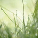 Grass n raindrops~~~~~