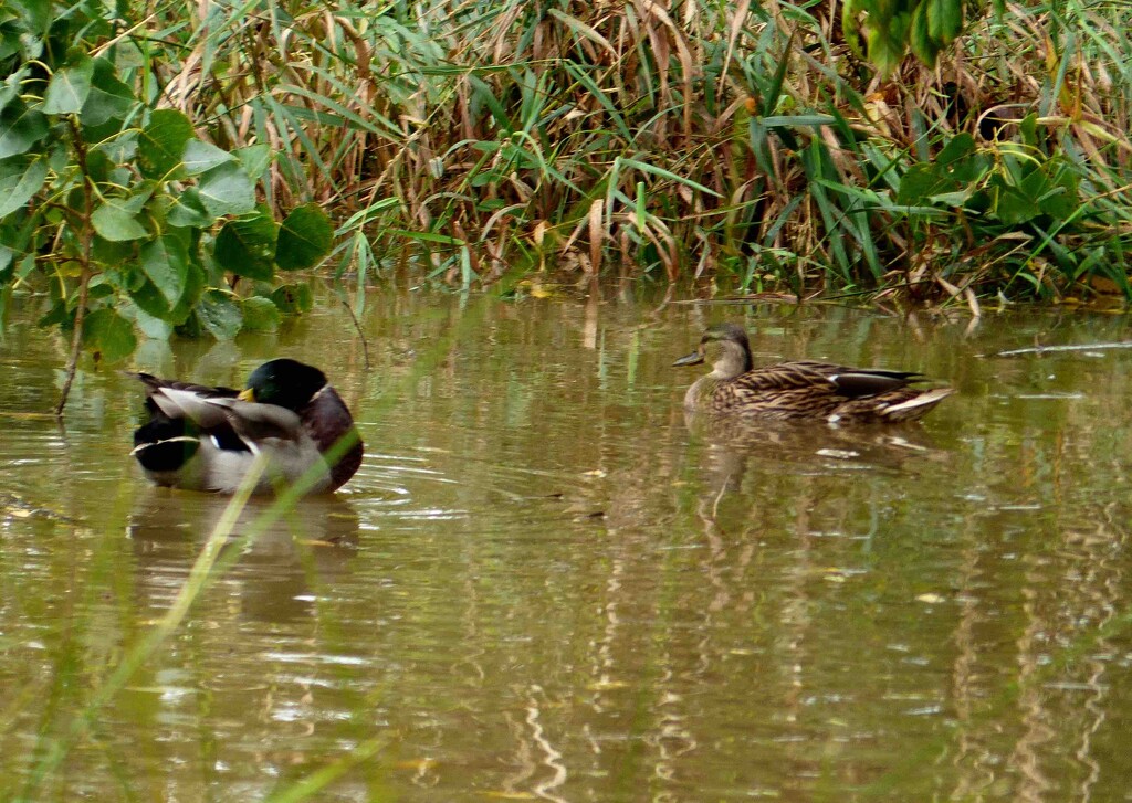 Mallards by arkensiel