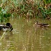 Mallards