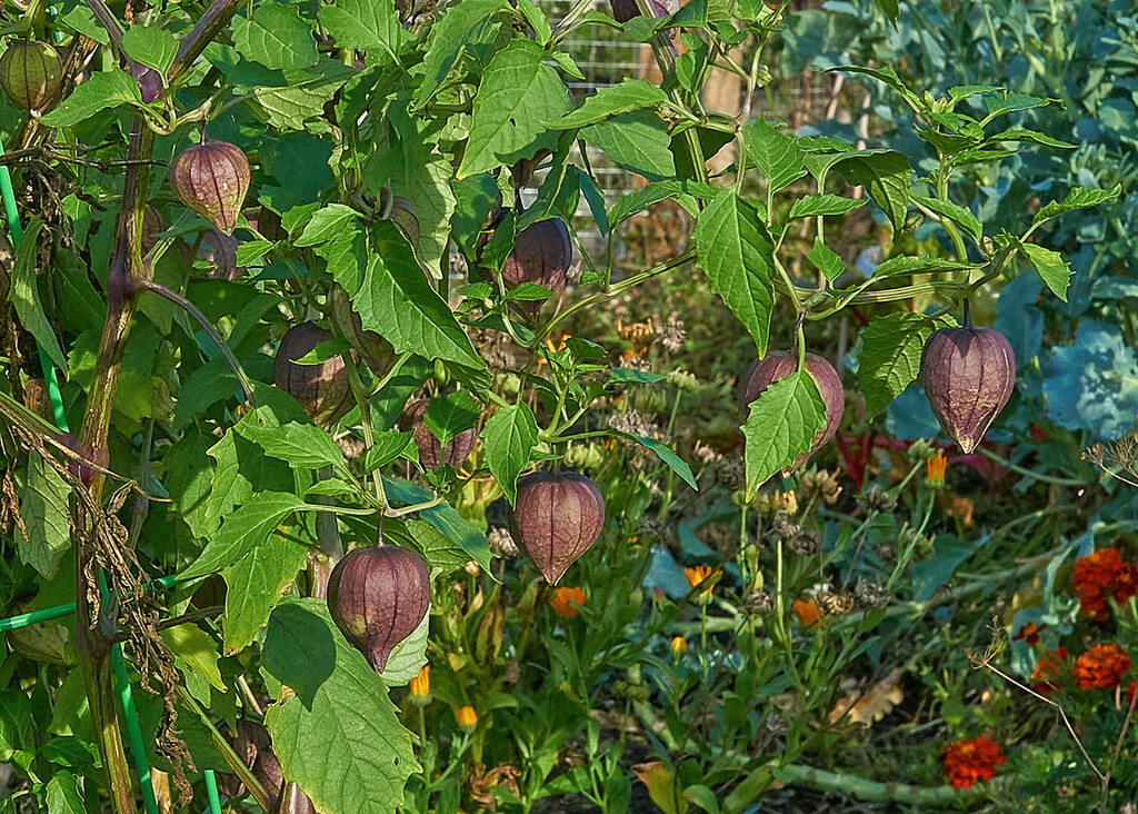 Purple Tomatillos by gardencat