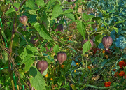 27th Sep 2024 - Purple Tomatillos