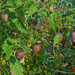 Purple Tomatillos