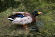 27th Sep 2024 - Preening Leftover 