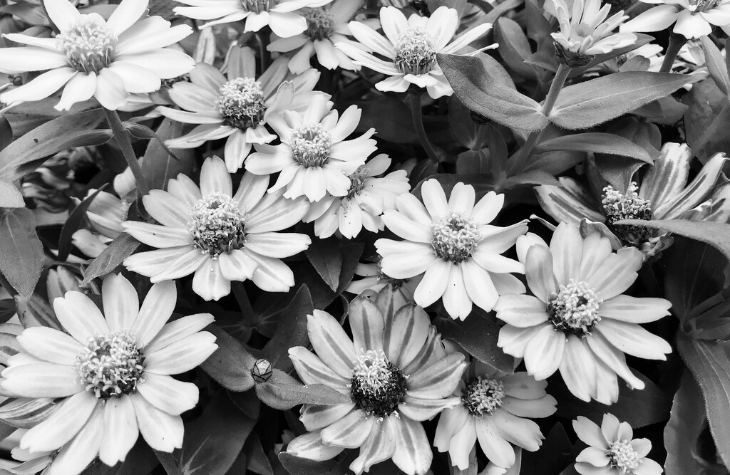 Flowers in B&W by mittens