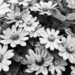 Flowers in B&W