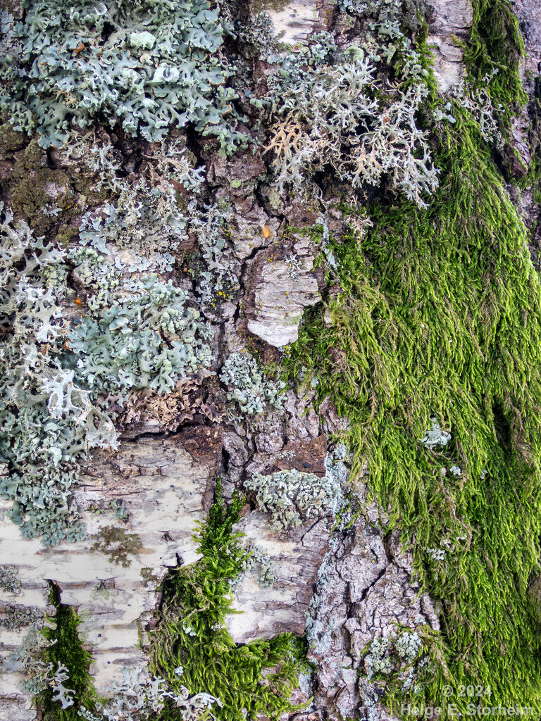 Lichen & moss by helstor365