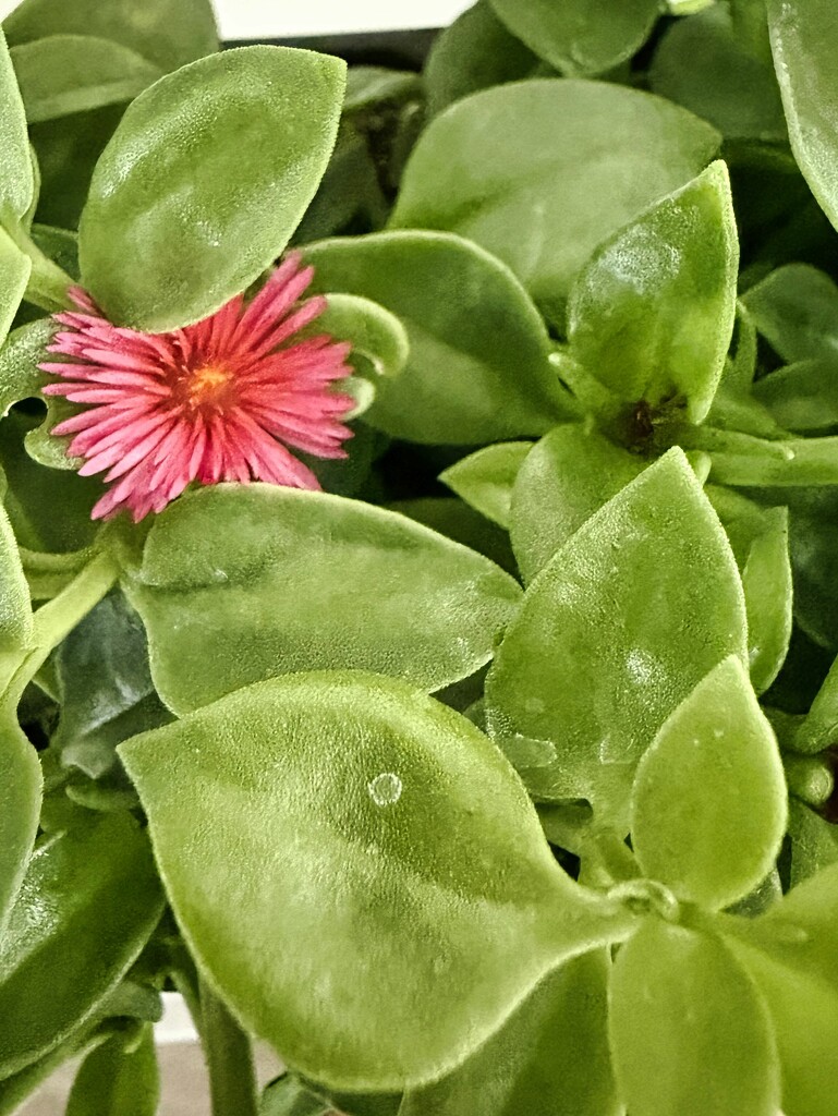 9 25 Heartleaf Apple Ice plant by sandlily