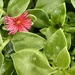 9 25 Heartleaf Apple Ice plant